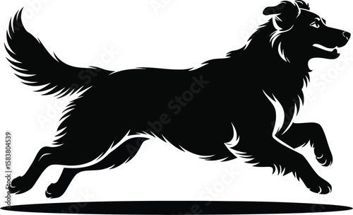 Dynamic running Australian Shepherd silhouette mid-stride with flowing tail and muscular legs in black and white vector