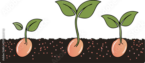 A sprouting plant depicting growth and new beginnings. The image shows the stages of a seed as it gradually emerges from the soil and grows