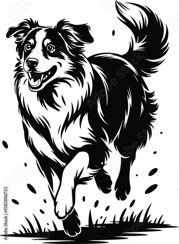 Running Australian Shepherd silhouette in dynamic action with flowing tail vector isolated black and white