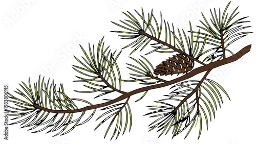 Illustration of a pine branch with long needles and a brown pine cone attached to the branch, detailed art