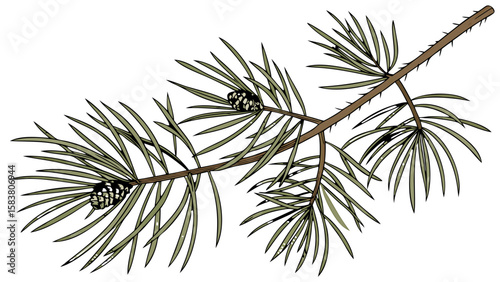 Illustration of a coniferous tree branch with needles and cones against a white background design element
