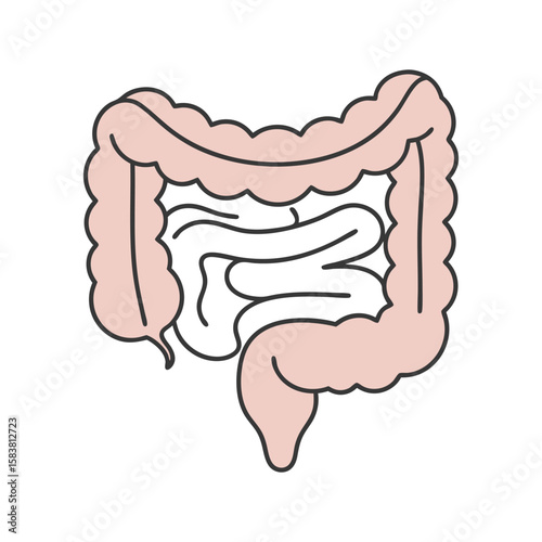 Human Intestines Anatomy Flat Design Illustration for Digestive Health
