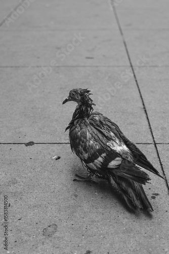 dirty pigeon 