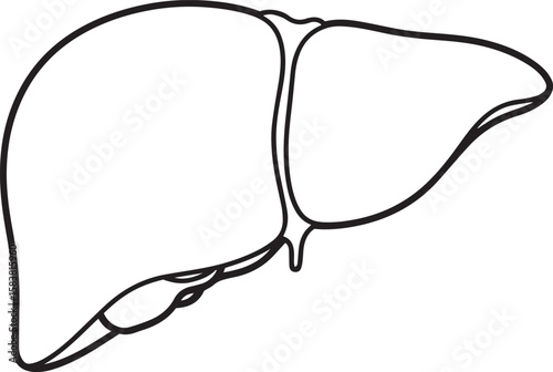 vector illustration of liver