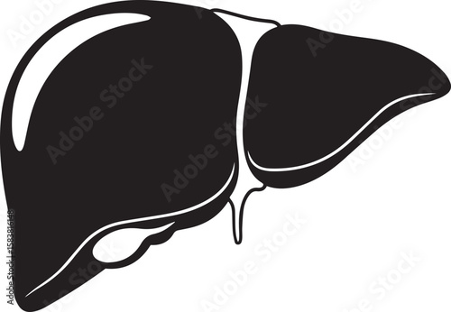 vector illustration of liver