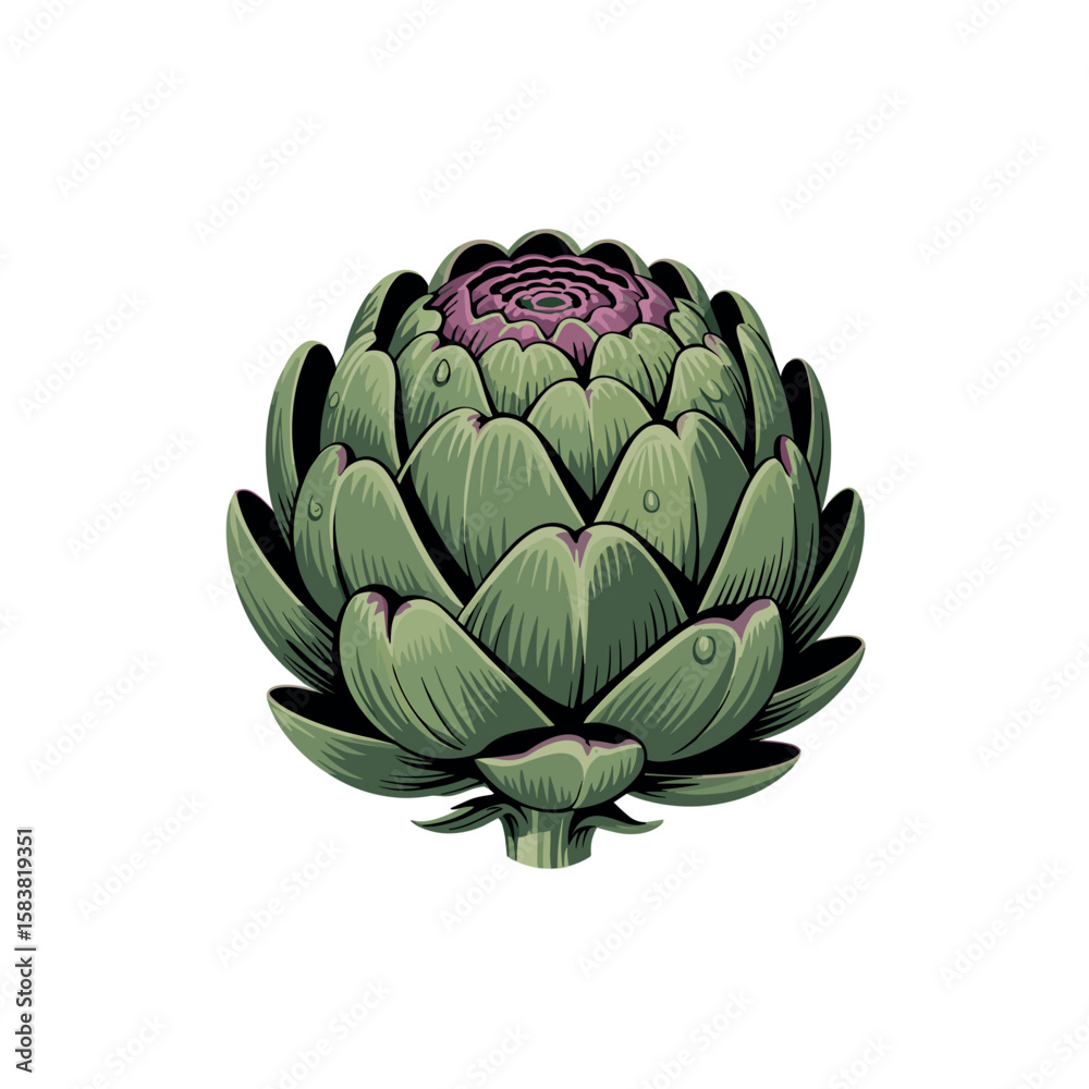 Fototapeta premium green artichoke