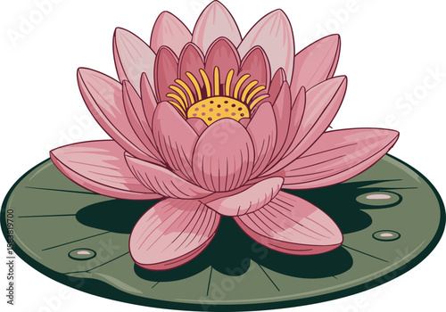 pink lotus flower