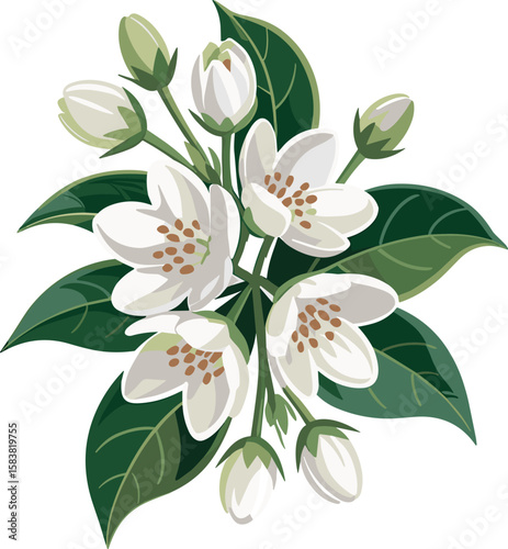 jasmine blossoms