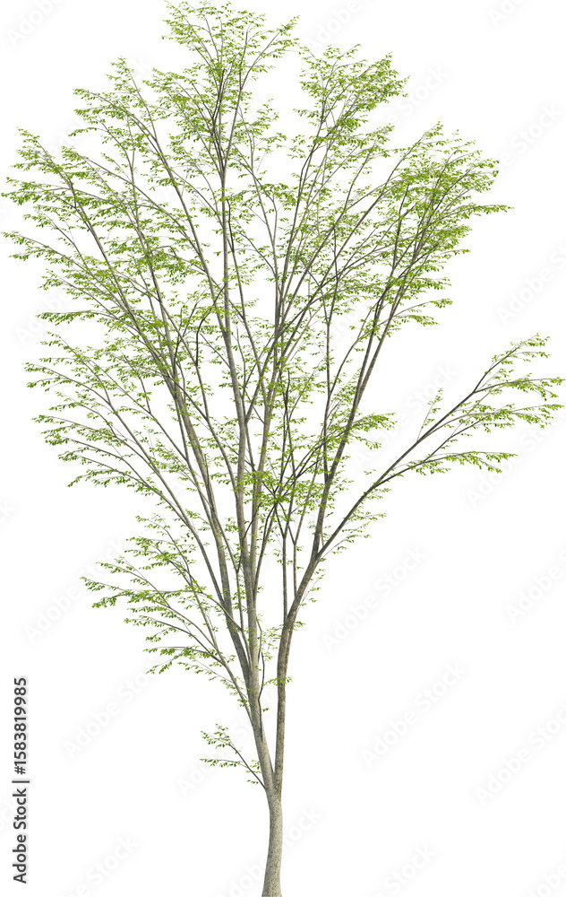Obraz premium Side view of Hornbeam Tree - Carpinus Turczaninovii