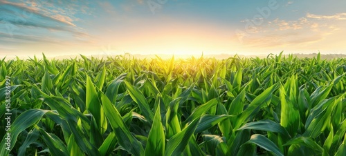 The radiant sunrise illuminating a lush cornfield at dawn.