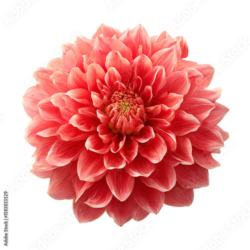 Dahlia flower head in full bloom, pink-red petals, isolated on white background, clean cut-out