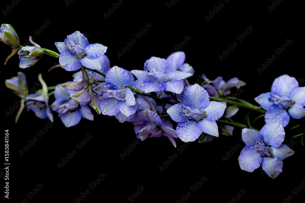 Obraz premium blue delphinium