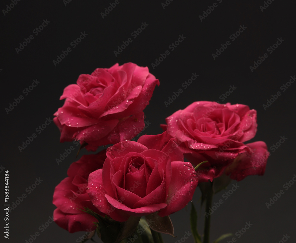 Fototapeta premium Close-up red, pink color Rose flower bud bouquet, water drops on dark black. Natural background.
