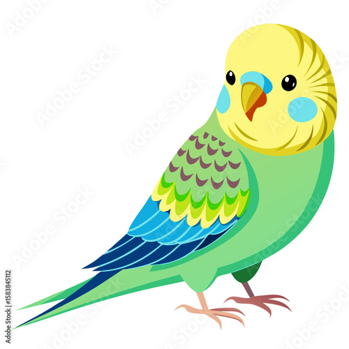 Colorful budgie parrot standing with vibrant feathers on white background  
