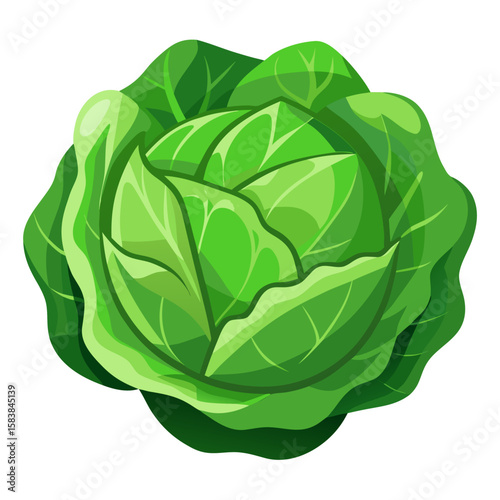 Fresh green cabbage with vibrant leaves on a white background  