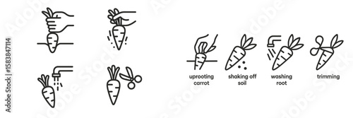 Illustrations of carrot harvesting and preparation techniques for gardening enthusiasts