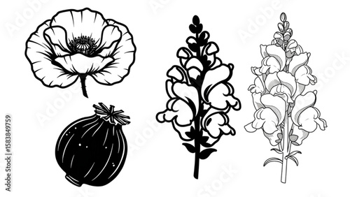 Elegant line work showcases poppy seed and snapdragon florals for botanical designs and creative projects.