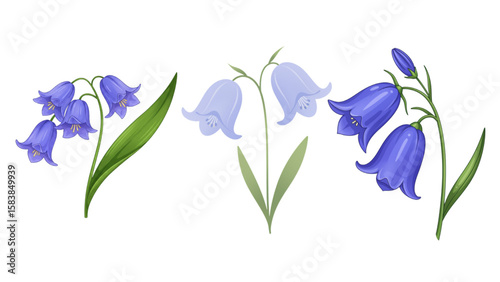Delicate bluebell botanical art, a charming wildflower design perfect for spring-themed projects and garden-inspired creations or floral decorations.