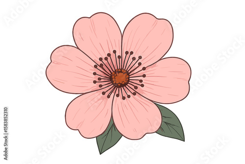 Pink flower isolated on transparent background, detailed botanical vector illustration, vibrant floral design, clipart with delicate petals, natural blossom for spring and summer themes