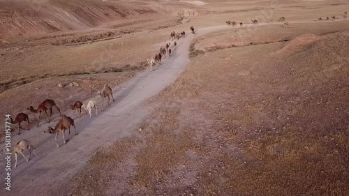 Traditional Transport People Using Camel Cart (or specify) | Rural Journey Authentic Horse-Drawn Carriage (or specify) | Cultural Travel Unique Modes of Local Transportation