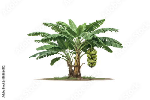 Banana tree on white background.03