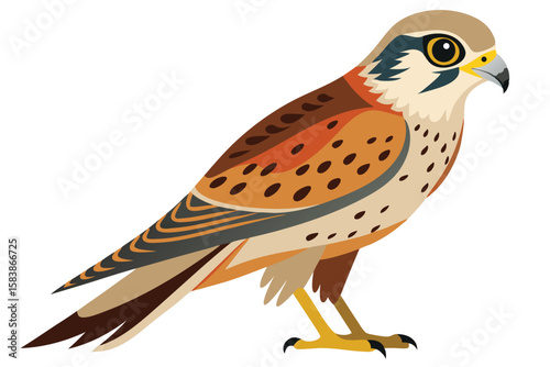 Detailed Vector Illustration of a Kestrel Bird with Brown, Tan, and Yellow Plumage