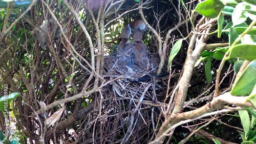 Brown trasher (Toxostoma rufum) . 
One of the videos in the series filmed during the nesting
