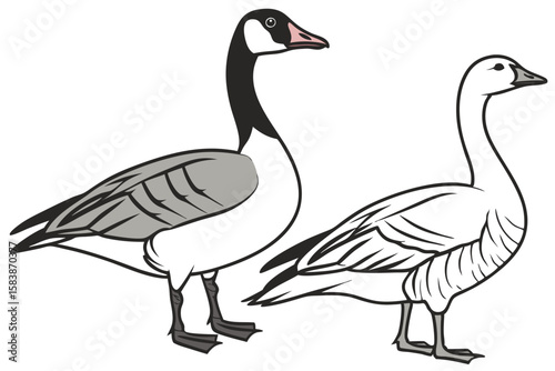 Two Goose Species Standing Side by Side Beautiful Goose Art