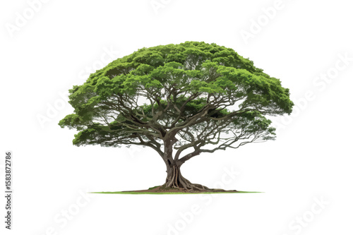 Taker tree on white background.01
