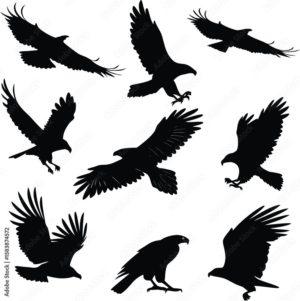 Obraz premium Set of Eagle Silhouettes in Flight and Attack Poses – Vector Illustration