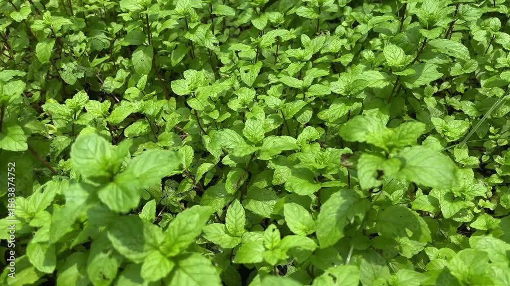 Close-up of green mint leaves. organic mint leaves. Close-up of green mint leaves. organic mint leaves.