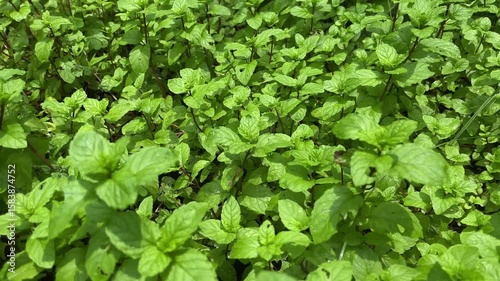 Wallpaper Mural Close-up of green mint leaves. organic mint leaves. Torontodigital.ca