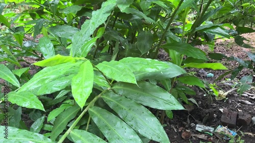 Wallpaper Mural Ginger plants growing in a small farm. Ginger plant. Torontodigital.ca
