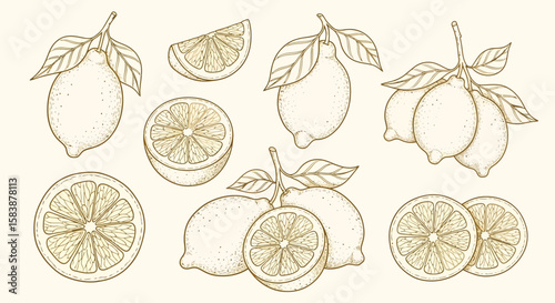 Elegant Lemon Illustration Fresh Citrus Fruit Designs in Detailed Outline Style for Print & Web