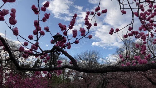 A brown-eared bulbul skillfully sucking nectar from plum blossoms