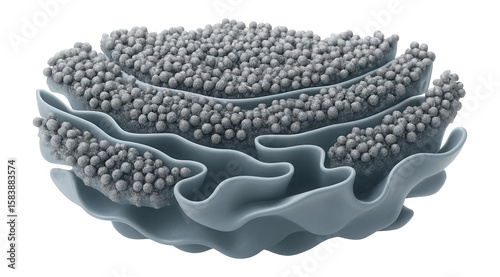 Rough endoplasmic reticulum with densely packed ribosomes on cisternal membranes