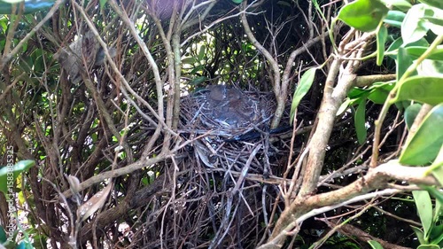 Brown trasher (Toxostoma rufum) . 
One of the videos in the series filmed during the nesting