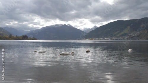 Lake Zell with red foliage swaying in autumn and Kitzsteinhorn in the background  and dabbling swans in the foreground