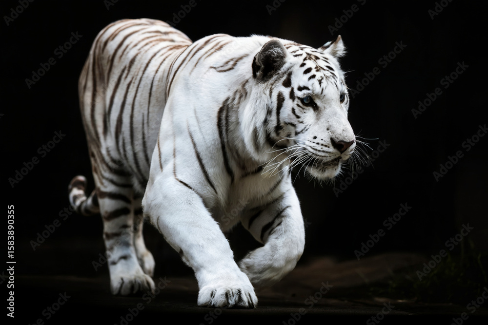 Obraz premium A dramatic photograph of a white Bengal tiger in motion against a pure black background. The tiger is captured in a side profile, walking forward with its body stretched out.