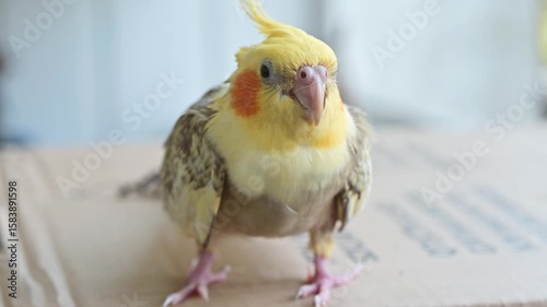 Close up of a yellow and gray cockatiel perched on a light brown cardboard surface. The bird is facing the camera, and its plumage is detailed. Soft, natural lighting