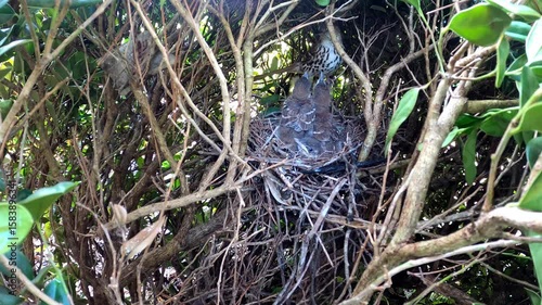 Brown trasher (Toxostoma rufum) . 
One of the videos in the series filmed during the nesting