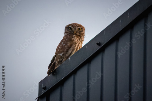 Foto An adult Little Owl perches on a chimney, looking directly into the camera lens on a summer evening