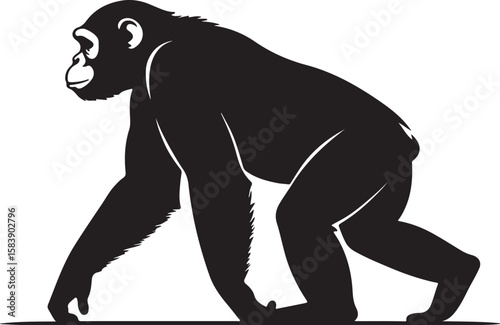 Silhouette of a chimpanzee walking on a white background primate animal