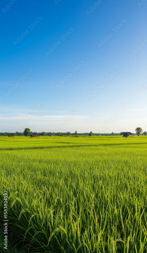 Fototapeta premium A bright tropical morning in the rice fields with natural village charm.