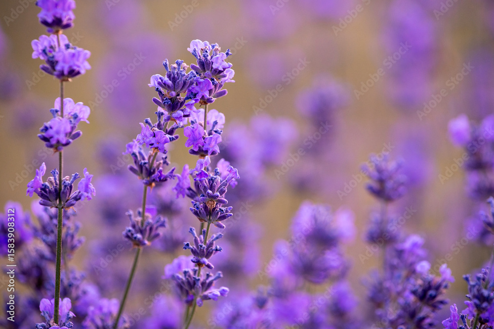 Obraz premium lavender field in provence