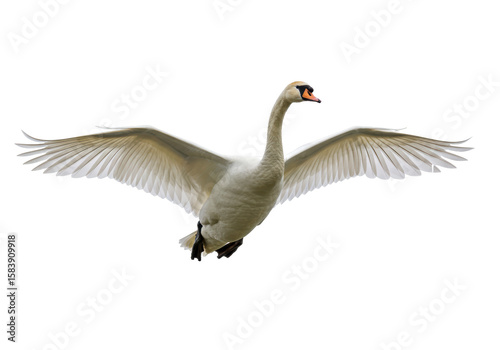 Fototapeta Naklejka Na Ścianę i Meble -  Isolated Mute Swan Spreading its Wings