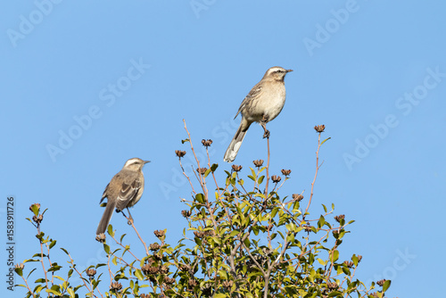 Pajaro llamado Tenca sobre ramas de un árbol en un día soledado