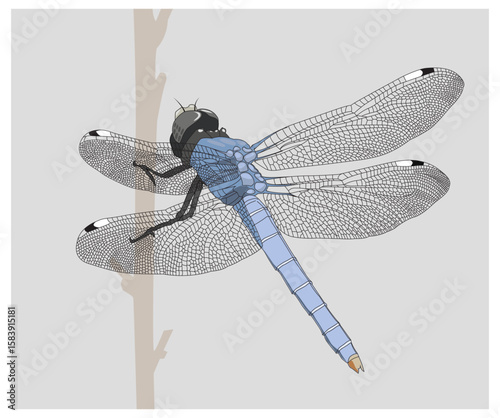 Dragonfly perched on branch with three-quarter view
