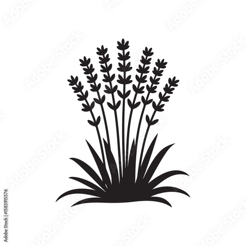 Silhouette of Lavender Flower Bush – Elegant Black Botanical Herb Illustration