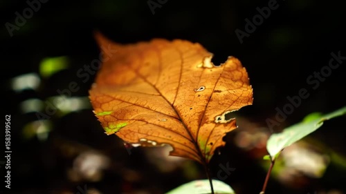 Autumn's Golden Goodbye: A Close-Up of Decaying Leaf in Dark Forest, Nature's Transience Captured